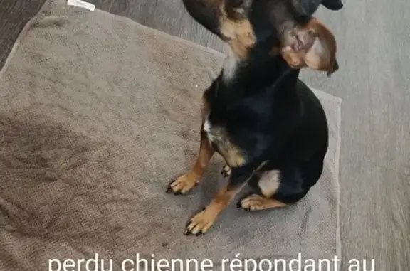 Chien perdu Saint-Romain-sur-Cher, photo : Chien Pinscher Perdu: Chanel