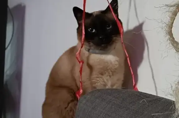 Chat perdu, Hérouville-Saint-Clair, photo: Chatte siamoise perdue à Hérouville