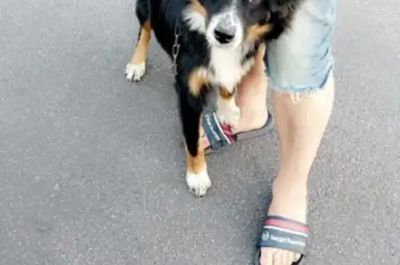 Chien trouvé près du stade 58360 - photo