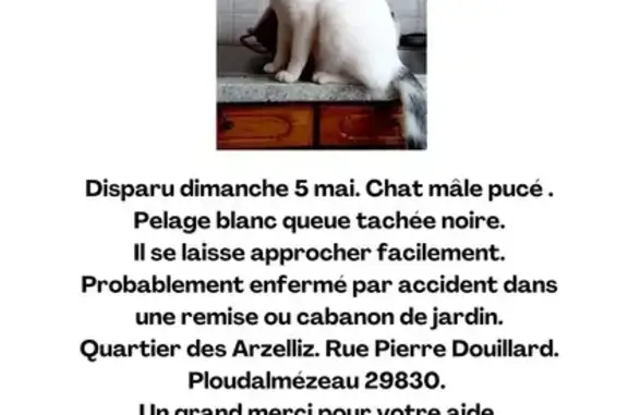 Chat blanc perdu à Ploudalmézeau - photo