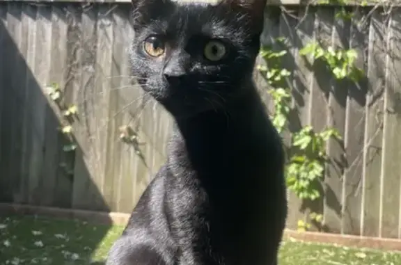 Found Young Black Cat - Huron & Beverly, TO