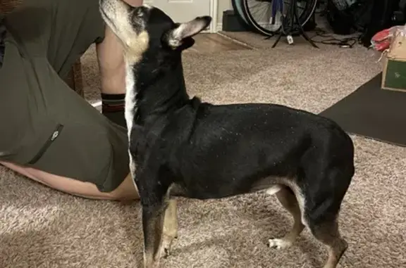 Found Chihuahua: Black/Tan, Cottonwood Heights