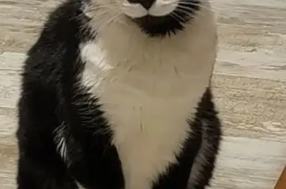 Lost Senior Tuxedo Cat - Bermuda Dr., De Motte
