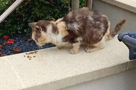Chat retrouvé à Barbeville - photo