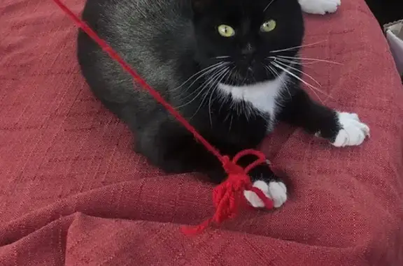 Lost Tuxedo Cat in San Diego - Help Find!