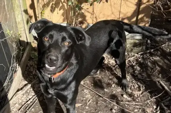 Lost Black Lab Mix in Breaux Bridge - Help!