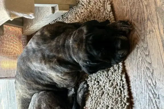 Lost Sweet Female Mastiff near 13211 - Help!