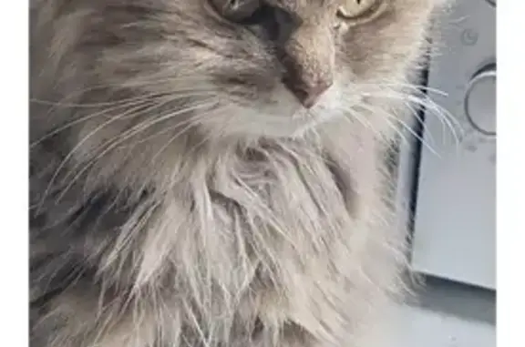 Chat affamé trouvé à Hautot-sur-Seine - photo