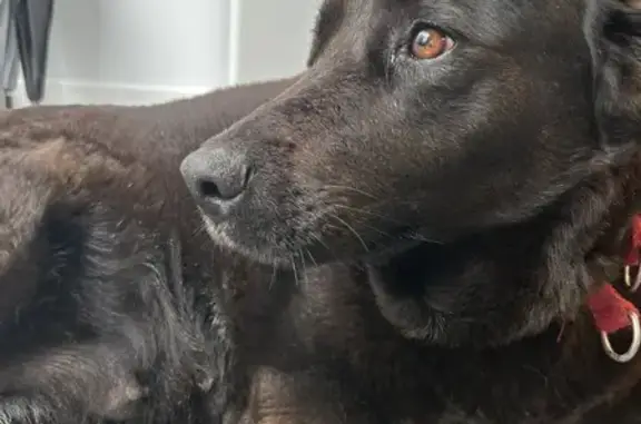 Chien trouvé Secondigny, photo: Chien perdu, queue coupée, Secondigny