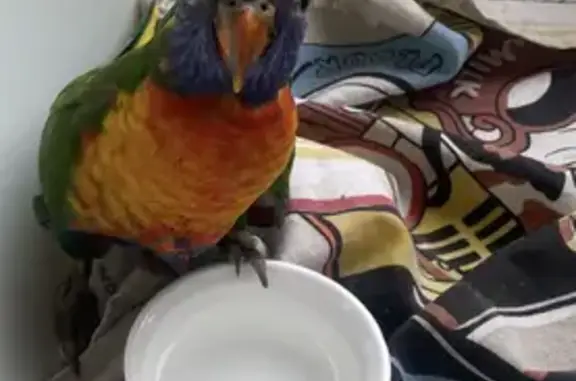 Rescued Baby Lorikeet - Seeking Owner!