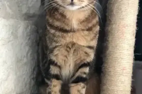 Chatte tigrée perdue à Moncaut - photo