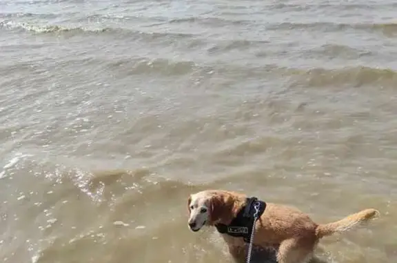 Chien perdu , photo : Dipsy, chien sourd, disparu