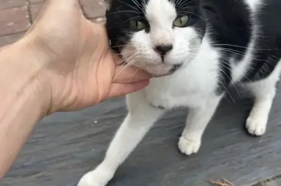 Chat noir et blanc perdu - photo