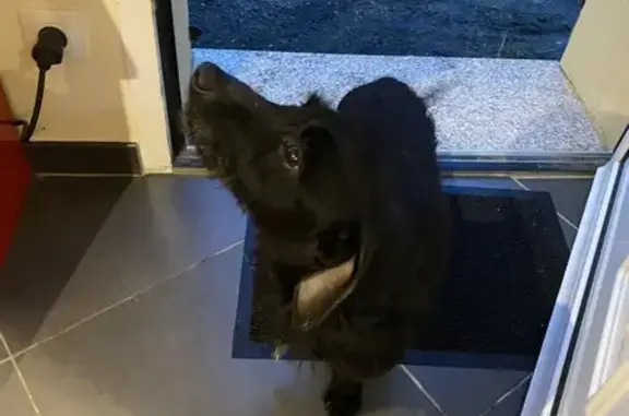 Chien perdu à Cazaubon retrouvé - photo