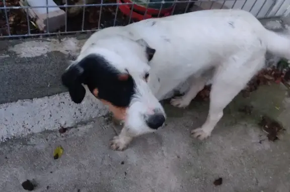Chien tricolore trouvé à Semblançay - photo