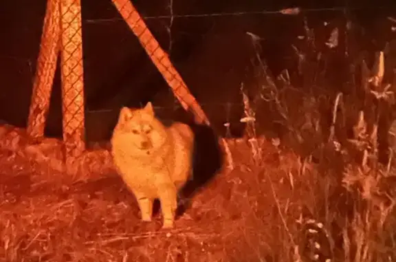 Chien perdu près de Nieul-le-V. - photo