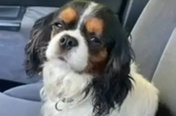 Chien perdu , photo : Chien Cavalier perdu à Loyat