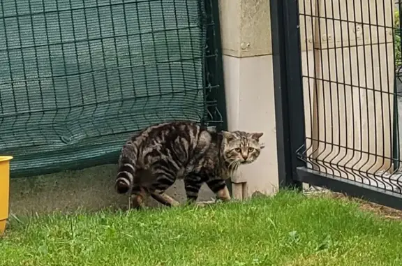 Chat trouvé , photo: Chat errant non castré à Trégueux