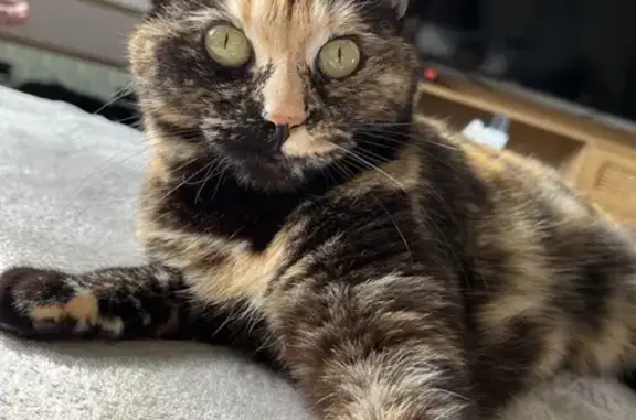 Animaux perdus , photo: Avis: NALA, chat perdu à Logron