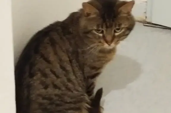 Chat errant adopte une retraitée - photo