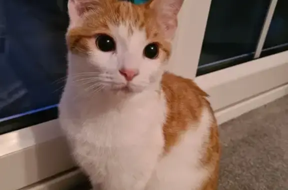 Chat perdu, , photo: Chat roux et blanc perdu à Poullignac