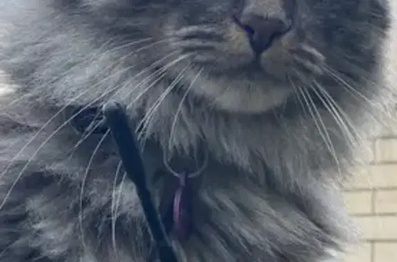 Animaux perdus Compiègne, photo: Chat gris perdu à Compiègne