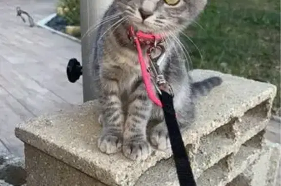 Chatte grise perdue à Vernon - photo