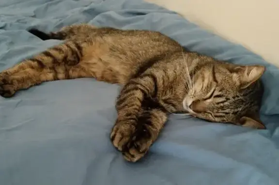 Chat Européen Perdu - Kremlin - photo