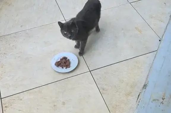 Chat gris affamé trouvé à Serre - photo
