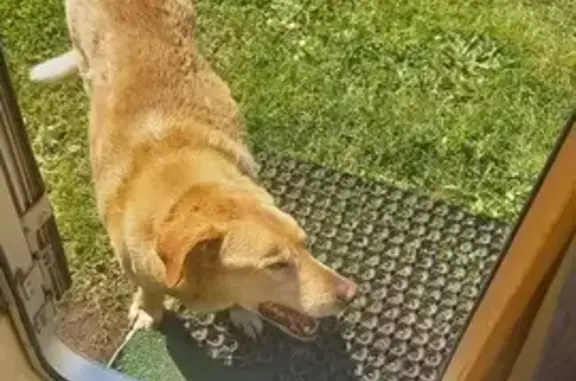 Chien âgé perdu à Pleurtuit - photo