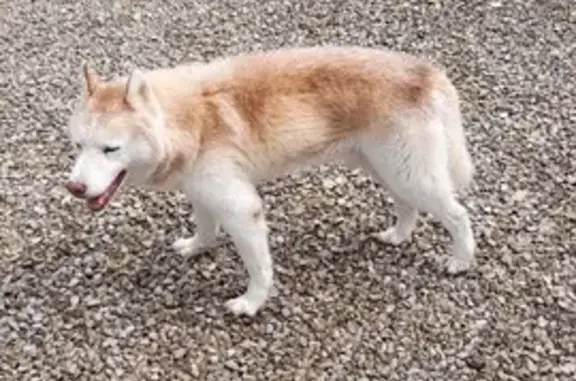 Chien trouvé , photo: Chien de race âgé trouvé - Cressensac