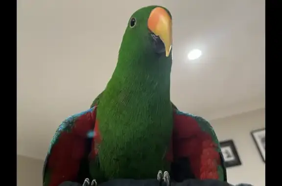 Missing Eclectus Parrot Leo in...