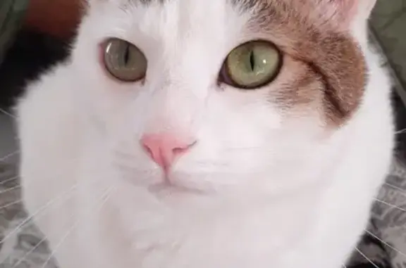 Animaux perdus Coëx, photo: Recherche Chat Sock Coex