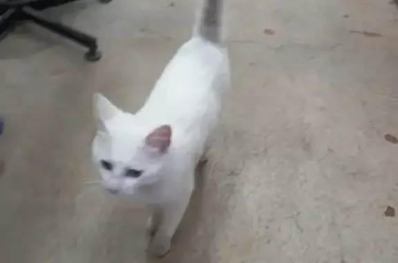 Chat blanc aux yeux verts trouvé - photo