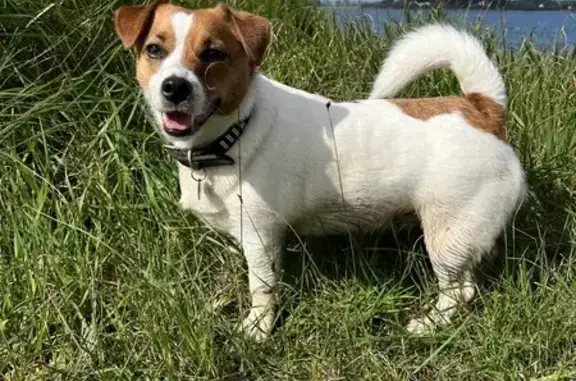Chien perdu Poullan-sur-Mer, photo : Alerte: Tcheka, Jack Russel perdu
