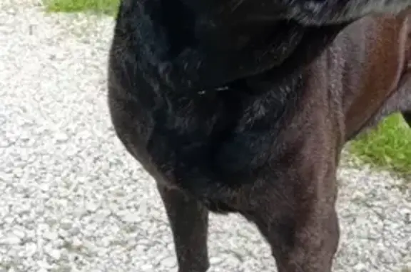 Chienne cane corso retrouvée - photo