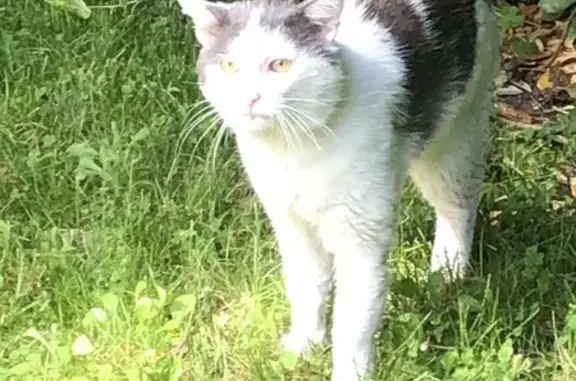 Chat errant blessé trouvé à Colombes - photo