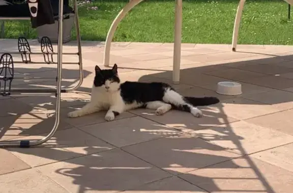 Chat errant nourri Rue Vionnay - photo