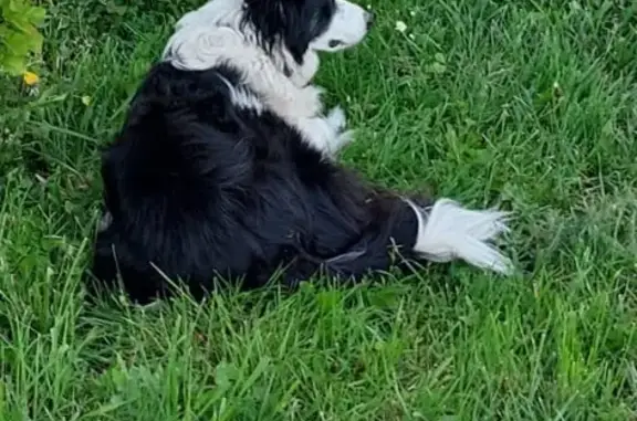 Chien perdu Arras, photo : Alerte: Border Collie perdu à Arras