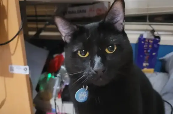 Lost Black Male Cat - Casita Court, Moreton Bay