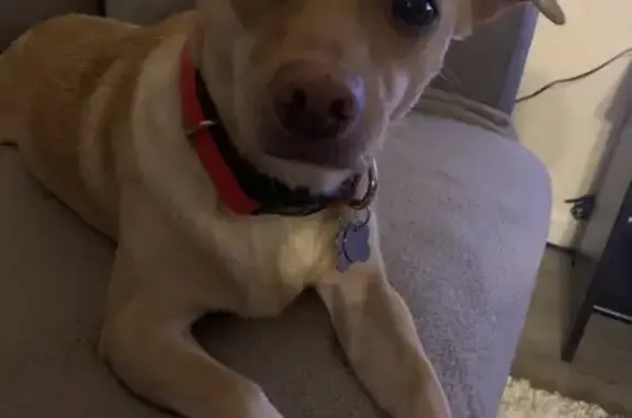 Lost Chihuahua: Tan, White Paw, Pink Nose!