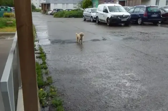 Chien frisé beige perdu à Lanester - photo