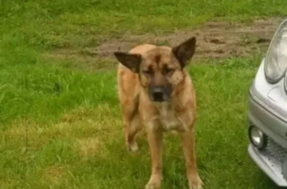 Chien trouvé , photo: Chien perdu à Chantegros