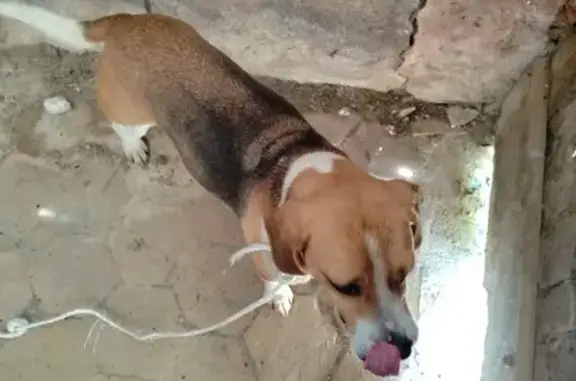 Chien perdu à Courtomer retrouvé - photo