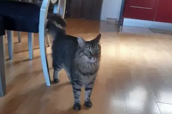 Chat tigré tatoué trouvé à Sète - photo