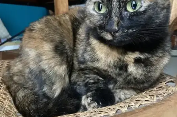 Animaux trouvés Montpellier, photo: Chatte écaille trouvée à Montpellier