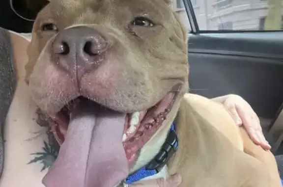 Found Young Male Pitbull - Needs Love & Care!