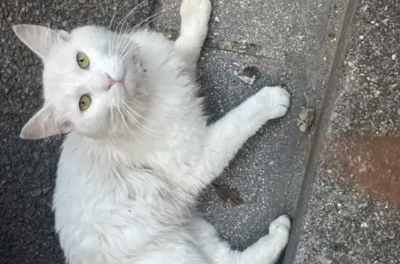 Chat blanc perdu, collier rouge - photo