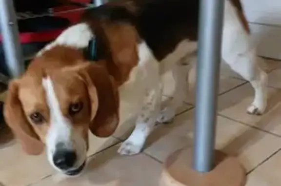 Chien trouvé Loupiac, photo: Chien Beagle trouvé à Loupiac