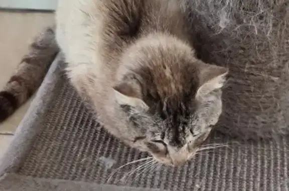 Animaux trouvés Cadaujac, photo: Chat blessé beige trouvé à Cadaujac